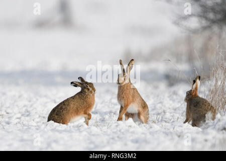Brown Hare / European Hare / Feldhase ( Lepus europaeus ) in winter, three hares playing, fighting in snow, wildlife, Europe. Stock Photo