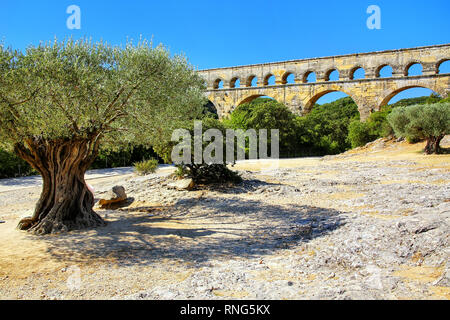 Old olive trees growing near Pont du Gard, southern France. It is the highest of all elevated Roman aqueducts. Stock Photo