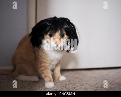 Mika the orange tabby wearing a black wig Stock Photo Alamy