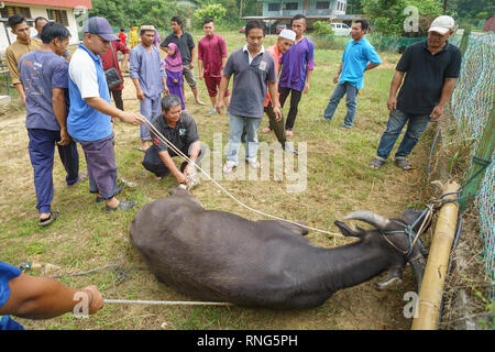 Kiulu Sabah Malaysia - Sep 24, 2015 : Kiulu Sabah Muslims community preparing to slaughter a water buffalo during Eid Al-Adha celebration. Stock Photo