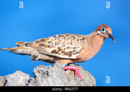 Galapagos dove (Zenaida galapagoensis) on Espanola Island, Galapagos National park, Ecuador. It is endemic to the Galapagos. Stock Photo