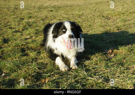 Happy dog lying on grass. Pure breed Border Collie with amazing colorful eyes resting on a meadow. Stock Photo