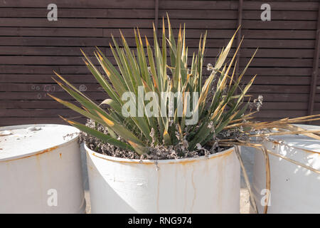 Cactus grown in a creative flower garden - a white barrel from under the engine oil. Stock Photo
