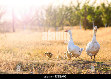 family of geese at sunset with sunny hotspot Stock Photo