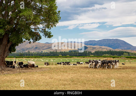 Young cattle eat hay and lie in the shade under a large tree in a farm field in Canterbury, New Zealand Stock Photo