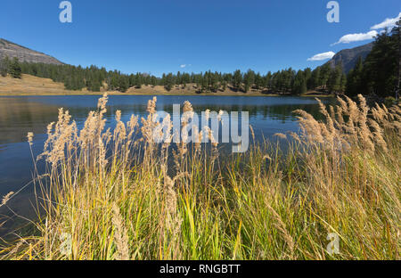 WY03796-00...WYOMING - Grass growing along the shore of Trout Lake in Yellowstone National Park. Stock Photo