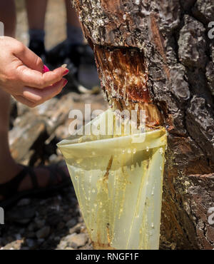 Close up view of collecting sap resin from tree trees bark dripping secreting oozing dropping into a plastic collection bag with resin drop on finger  Stock Photo