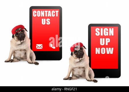 cute pug puppy dog looking smart, sitting next to tablet phone with text contact us and sign up now, wearing red cap, isolated on white background Stock Photo