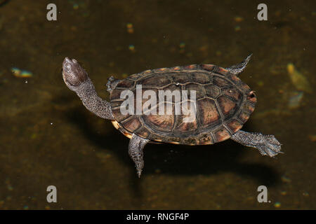 Eastern Long-necked Turtle Stock Photo