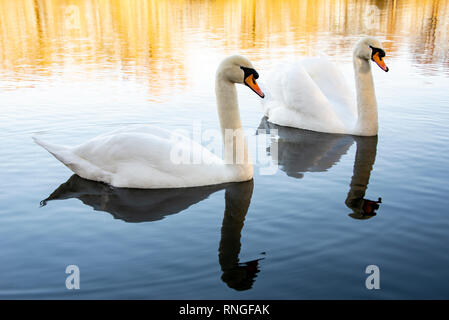 Beautiful images of swans on the lake Stock Photo