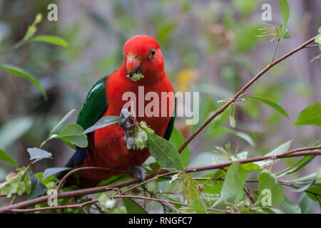 Australian King Parrot Stock Photo