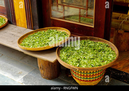 Chinese Tea Drying in bamboo pans Stock Photo