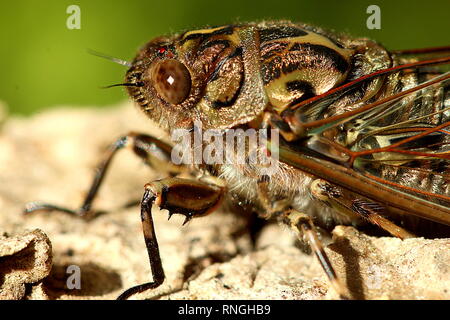 Cicadas Stock Photo