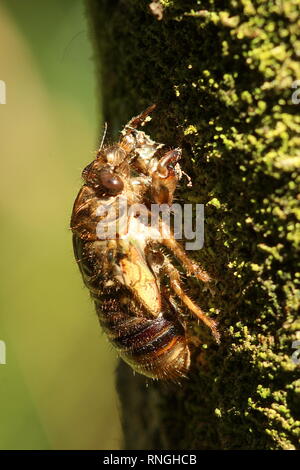 Cicadas Stock Photo