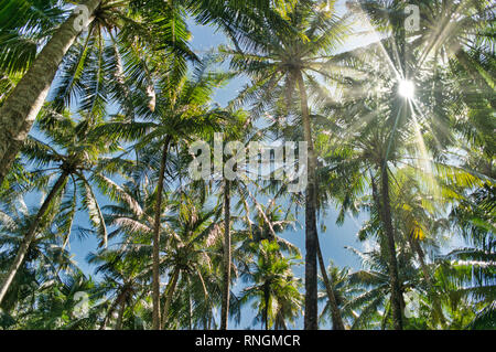 Sun rays bursting through a canopy of palm trees Stock Photo