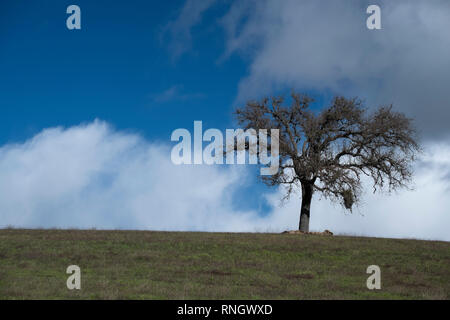 Lone tree on hill with cloudy sky in the Veneto region of Italy Stock ...