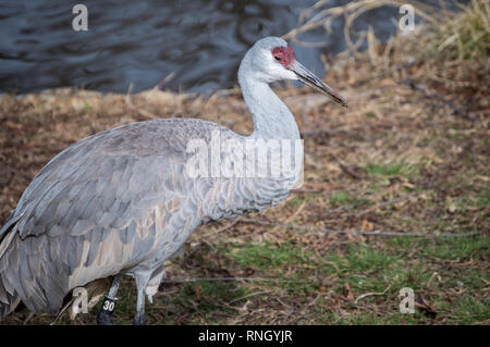 A sandhill crane (Antigone canadensis) standing beside a lake Stock Photo