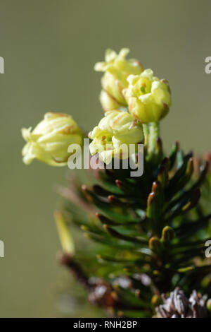 Close-up yellow flowers Siberian Juniper (Juniperus sibirica Burgsd) Stock Photo