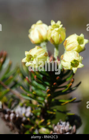Closeup view of yellow flowers Siberian Juniper (Juniperus sibirica Burgsd) - medicinal evergreen coniferous plant on sunny day. Wild flora of Kamchat Stock Photo