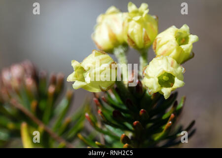 Closeup view of growing Siberian Juniper (Juniperus sibirica Burgsd), yellow flowers of medicinal evergreen coniferous plant on sunny day. Wild flora  Stock Photo