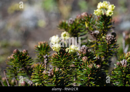 Siberian Juniper (Juniperus sibirica Burgsd) - low small evergreen coniferous creeping densely branched shrub of family Cypress (Cupressaceae), of ord Stock Photo