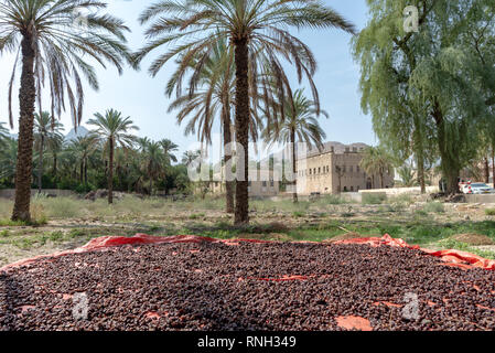 Dates fruit drying in the sun in the oasis near Rustaq Fort, Sultanate of Oman Stock Photo