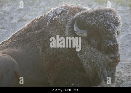 Male bison lying on the ground on a frosty morning, Yellowstone National Park, Wyoming, USA Stock Photo