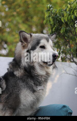 Portrait of an Alaskan Malamute dog Stock Photo