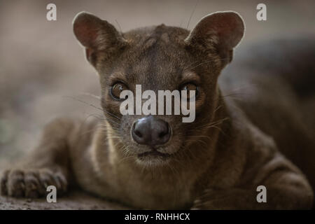 Fossa (Cryptoprocta ferox), Madagascar Stock Photo