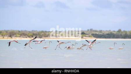 Flock of greater flamingo (Phoenicopterus roseus), Madagascar Stock Photo
