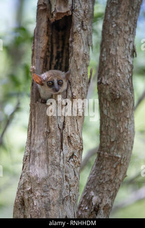 Grey Mouse Lemur (Microcebus murinus) Stock Photo