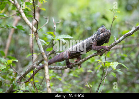 Malagasy giant chameleon (Furcifer oustaleti) Stock Photo