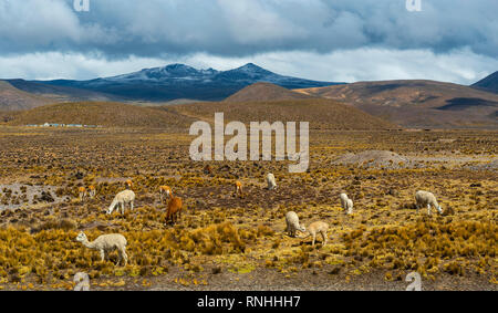 Dramatic sky above the altiplano in southern Peru with llama, vicuna and alpaca grazing on stipa itchu or Andean grass, Arequipa, Peru. Stock Photo