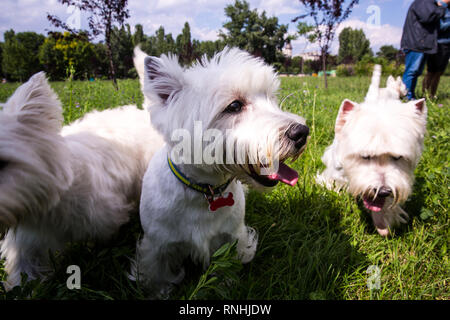 A group of Westie owners meet in front of the Palace of Parliament in Bucharest, Romania Stock Photo