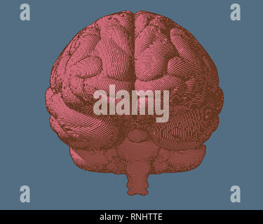 Pink engraving brain illustration in front view on light blue ...