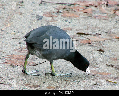 american coot finding grass in the Autumn foliage. Lafarge Lake in Coquitlam, British Columbia, Canada.  Beautiful fall colors, nice close up picture Stock Photo