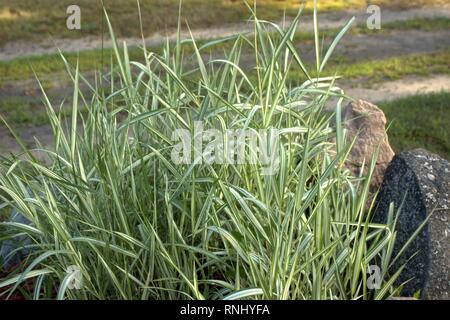 Ribbon Grass Growing Wild In A Rock Bed Stock Photo