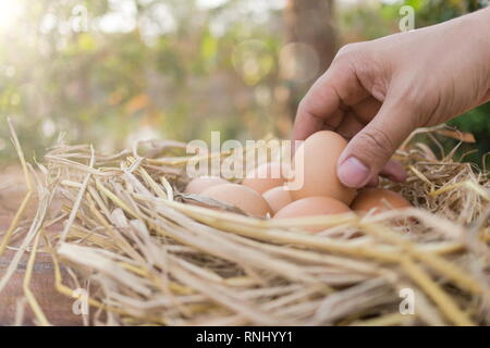 Farmer holding a brown egg and brown eggs in a nest on wooden in chicken farm, image with copy space. Stock Photo
