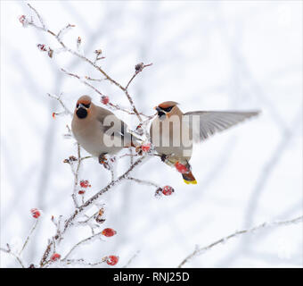 Bohemian waxwings posing on a very snow covered briar Stock Photo