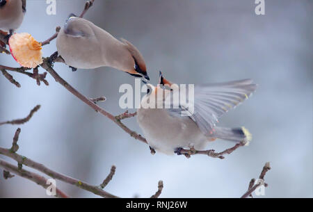 Bohemian waxwing fight with open beaks on apple tree branch Stock Photo