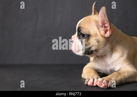 Side view of cute little brown French bulldog looking on black background, cute animal and pet concept