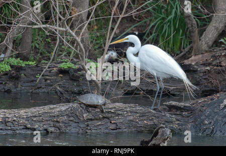 A great egret, Ardea alba, shares a log in a pond with a red-eared slider turtle, Trachemys scripta elegans, in Shreveport, La., U.S.A. Stock Photo
