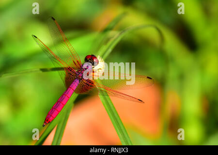 Crimson marsh glider, Crimson Dropwing Dragonfly, Polonnaruwa, Sri Lanka Stock Photo