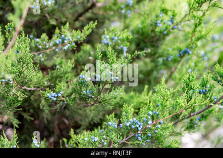 Juniper with berries. thuja evergreen coniferous tree close up, Stock Photo