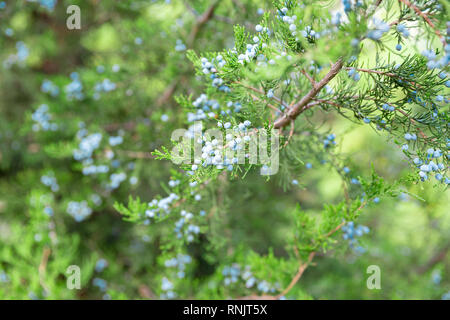 Juniper branch with berries. thuja evergreen coniferous tree close up. Stock Photo