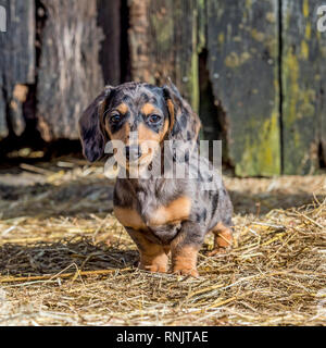 miniature dachshund puppy Stock Photo