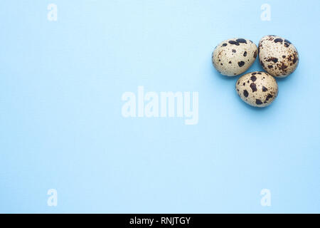 quail eggs on blue background with copy space Stock Photo