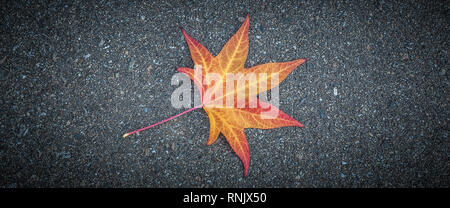 Yellow leaf of a tree lies on gray textured asphalt Stock Photo