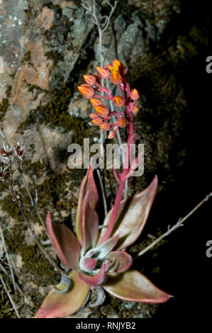 Dudleya cymosa growing in northern California Stock Photo