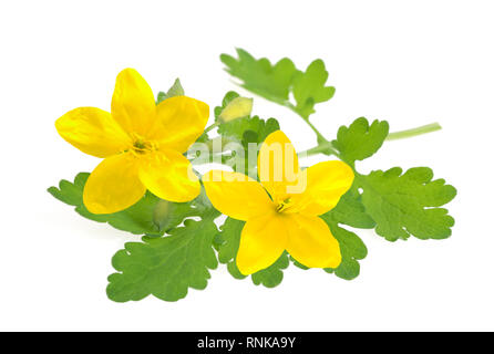 Greater celandine isolated on white background Stock Photo